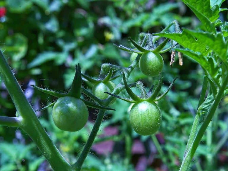 Unripe Tomatoes: Ok to Eat?