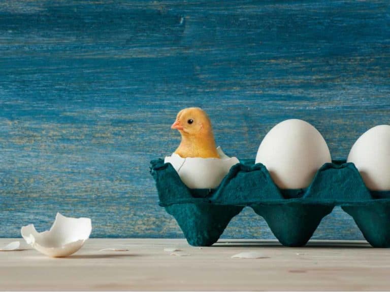 Can Store-Bought Eggs Hatch or Not