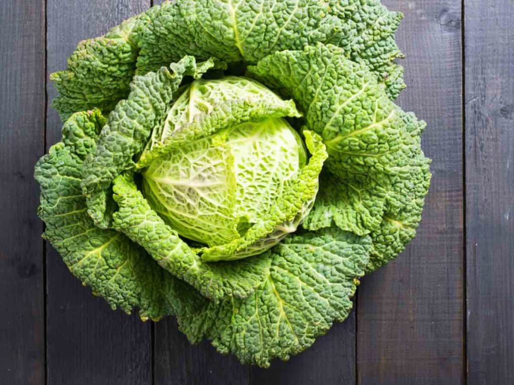 Savoy Cabbage