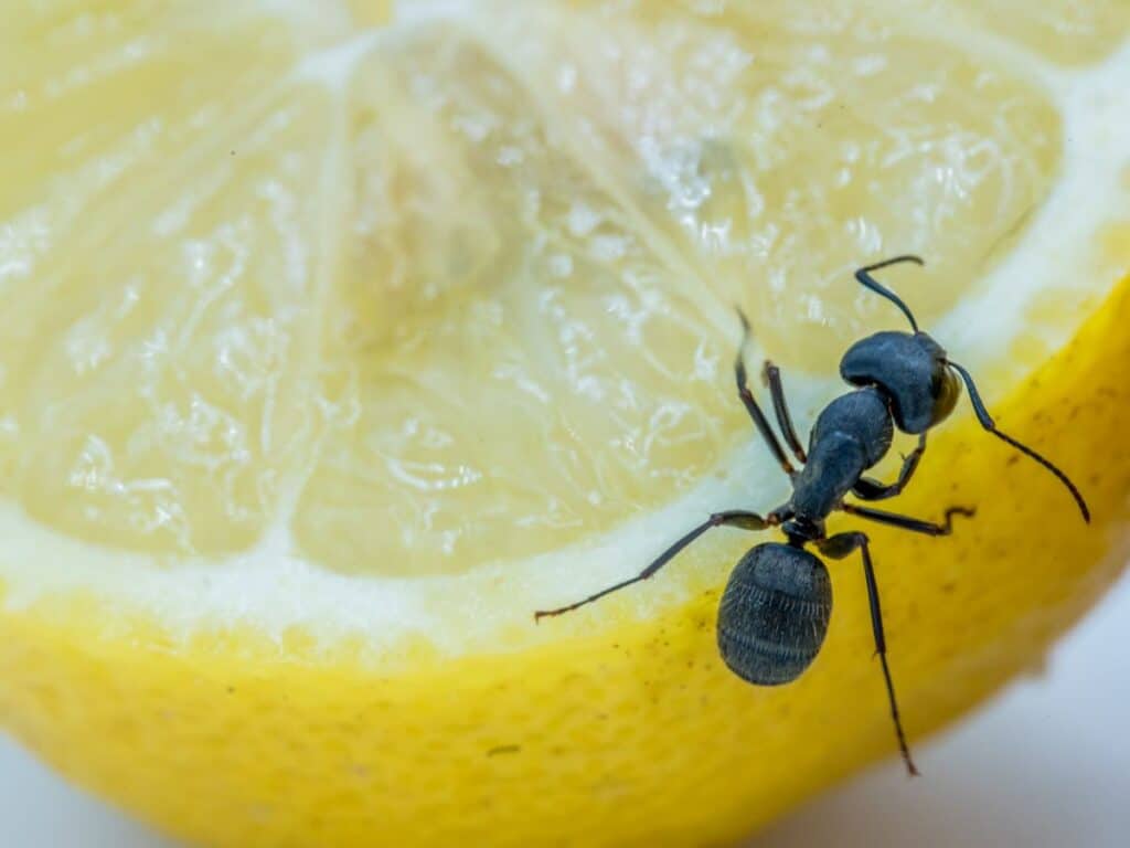 ant and lemon