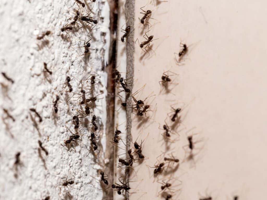 ant infestation