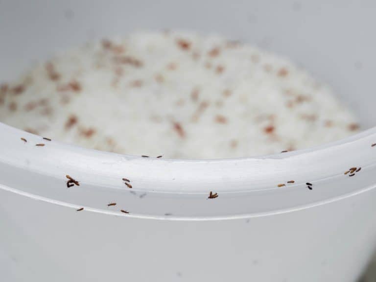 Does Freezing Kill Weevils in Flour, Rice, Beans, and Pasta?
