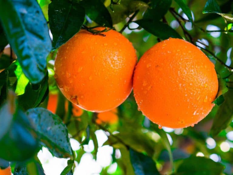 Cara Cara vs Blood Oranges vs Navel: Which One is Best?