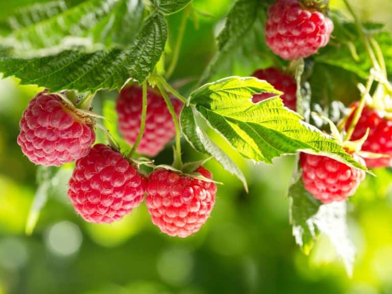 Simple Science Behind Proper Raspberries Storage