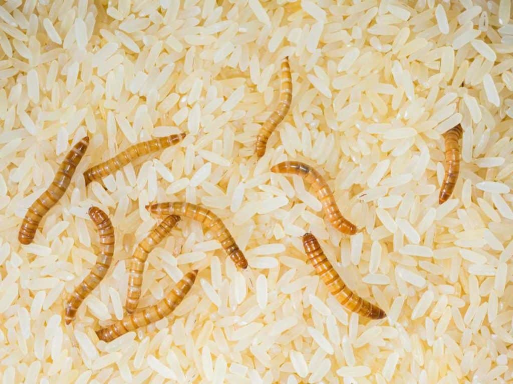 maggots in rice