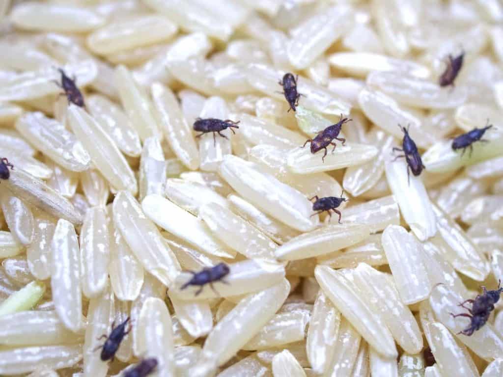 How to Kill Maggots and Get Rid of Infestation