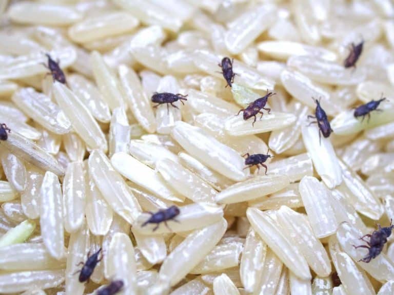 Is It Safe To Eat Rice With Moths?