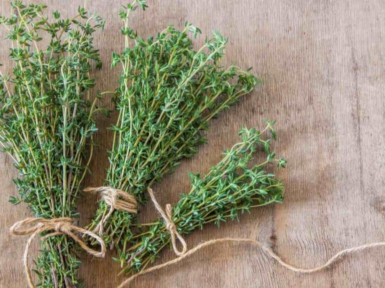How To Store Fresh Thyme