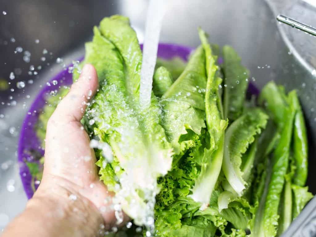 washing lettuce